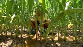Largest Corn Harvest: asset-mezzanine-16x9