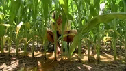 Largest Corn Harvest