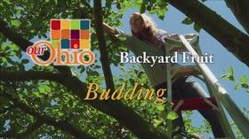 Video thumbnail: Our Ohio Backyard Fruit - Budding