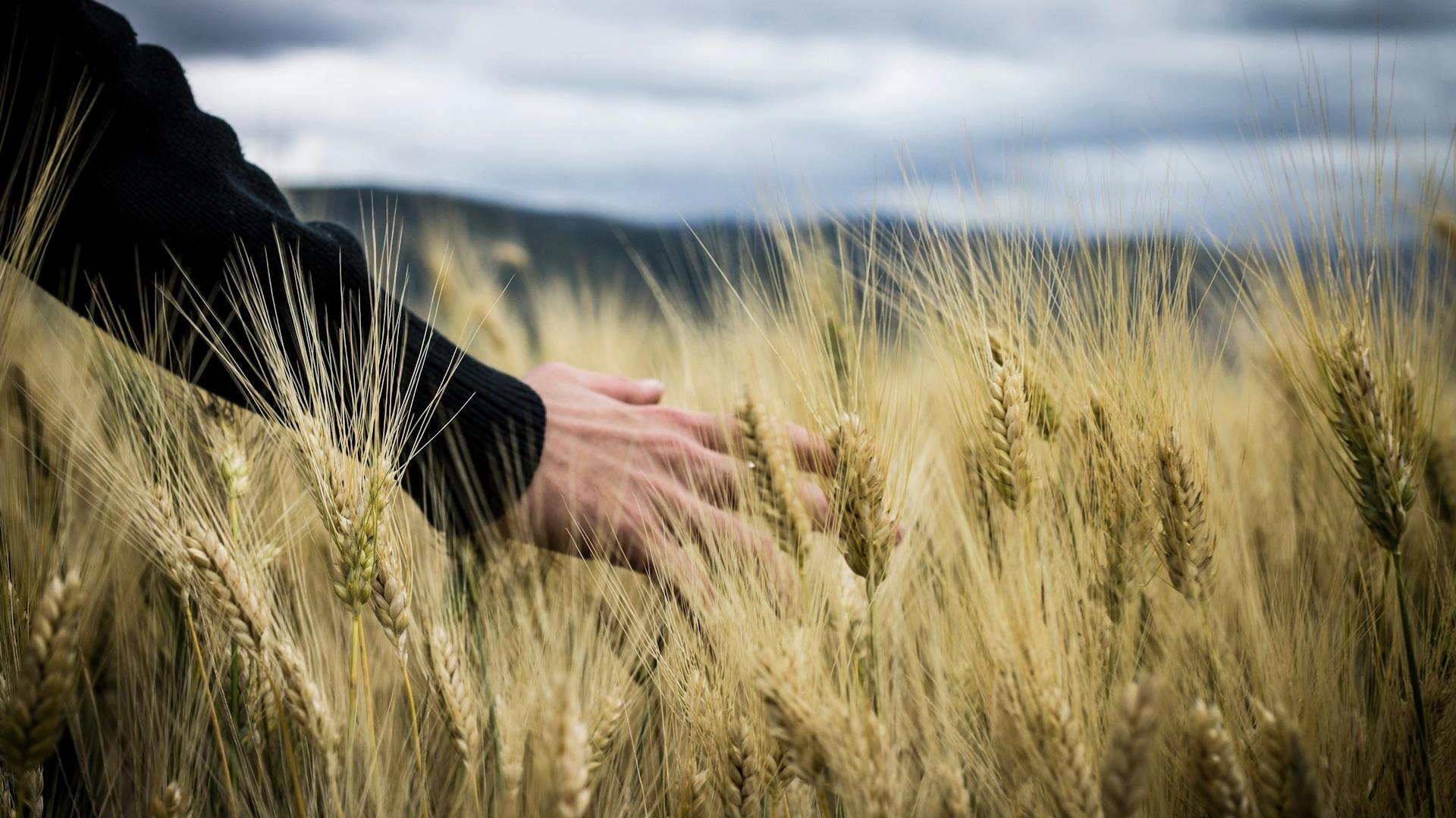 A hand runs through tall wheat grass with a grey sky in the background.