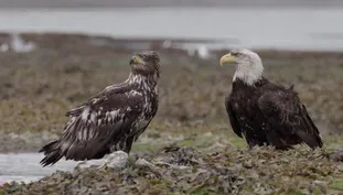 Wild Moments: Eagles