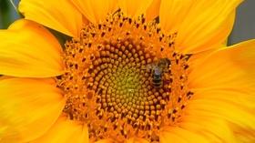 Video thumbnail: Vegas PBS Join the Great Sunflower Project