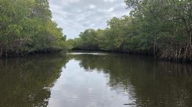 Video thumbnail: PBS NewsHour Climate change pushes Florida's mangroves north