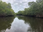 Climate change pushes Florida's mangroves north