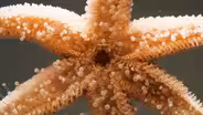 Watch This Starfish Protect Her Babies From Danger