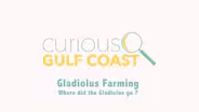 Where Did the Gladiolus Go?