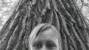 Fast Forage: The Cottonwood Tree