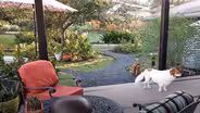 New Ideas for Old Yard