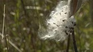 Backyard Farmer: Milkweed Seeds