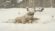 Brookfield Zoo Animals Celebrate First Snow