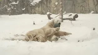 Brookfield Zoo Animals Celebrate First Snow