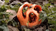 This Mushroom Fakes Its Own Death To Trick Flies