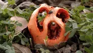 This Mushroom Fakes Its Own Death To Trick Flies