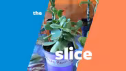 Bulb and Plant Sale