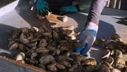 Oyster Farmers, Hunting Tradition, Catching Eels