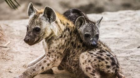 Hyena and Warthog Families Share a Home