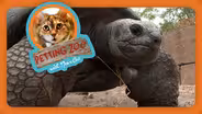 Petting Zoo: Run Away Tortoise Returns