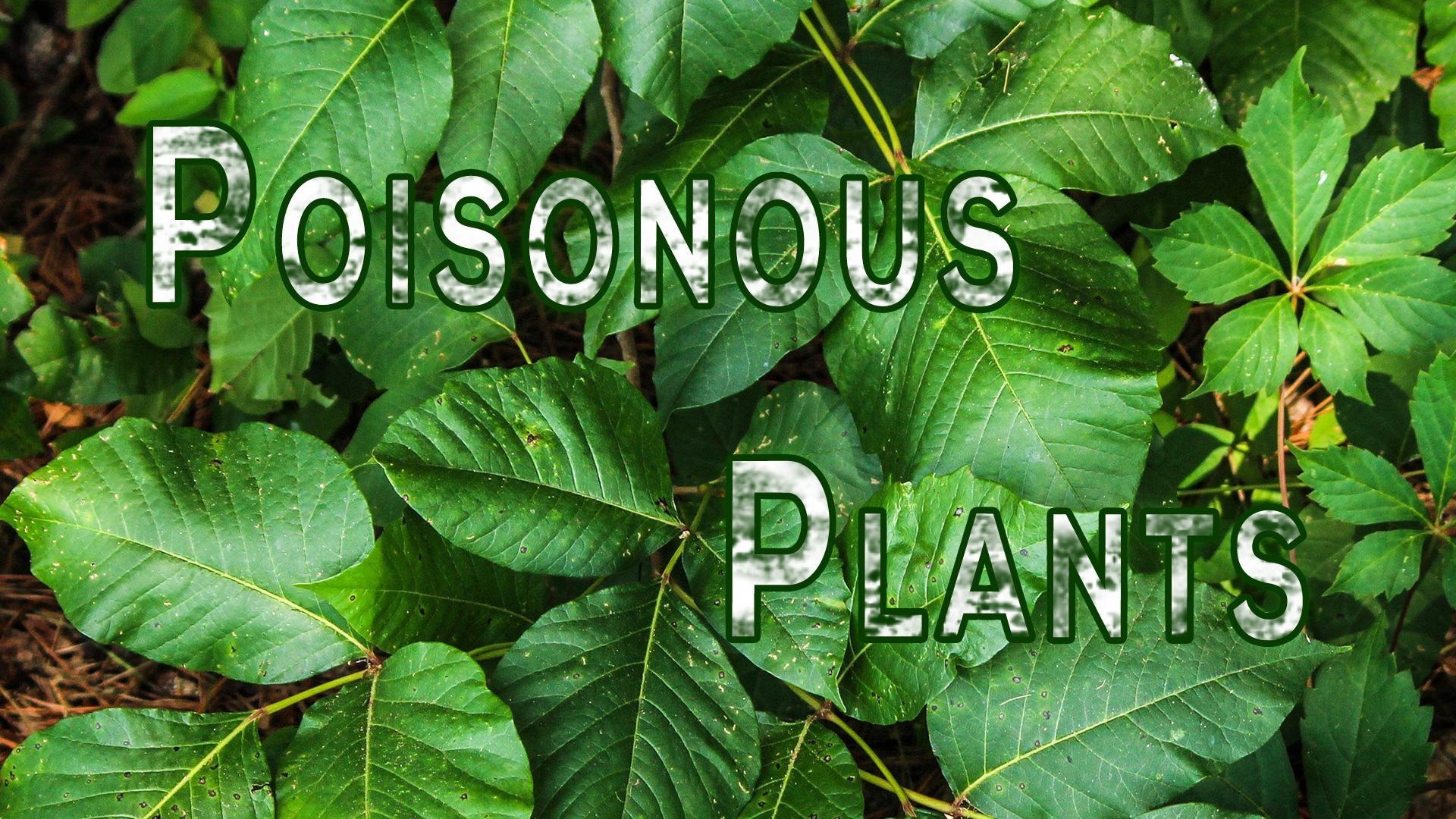 Backyard Farmer | Digging Deeper: Poisonous Plants | PBS