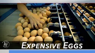 Expensive Eggs