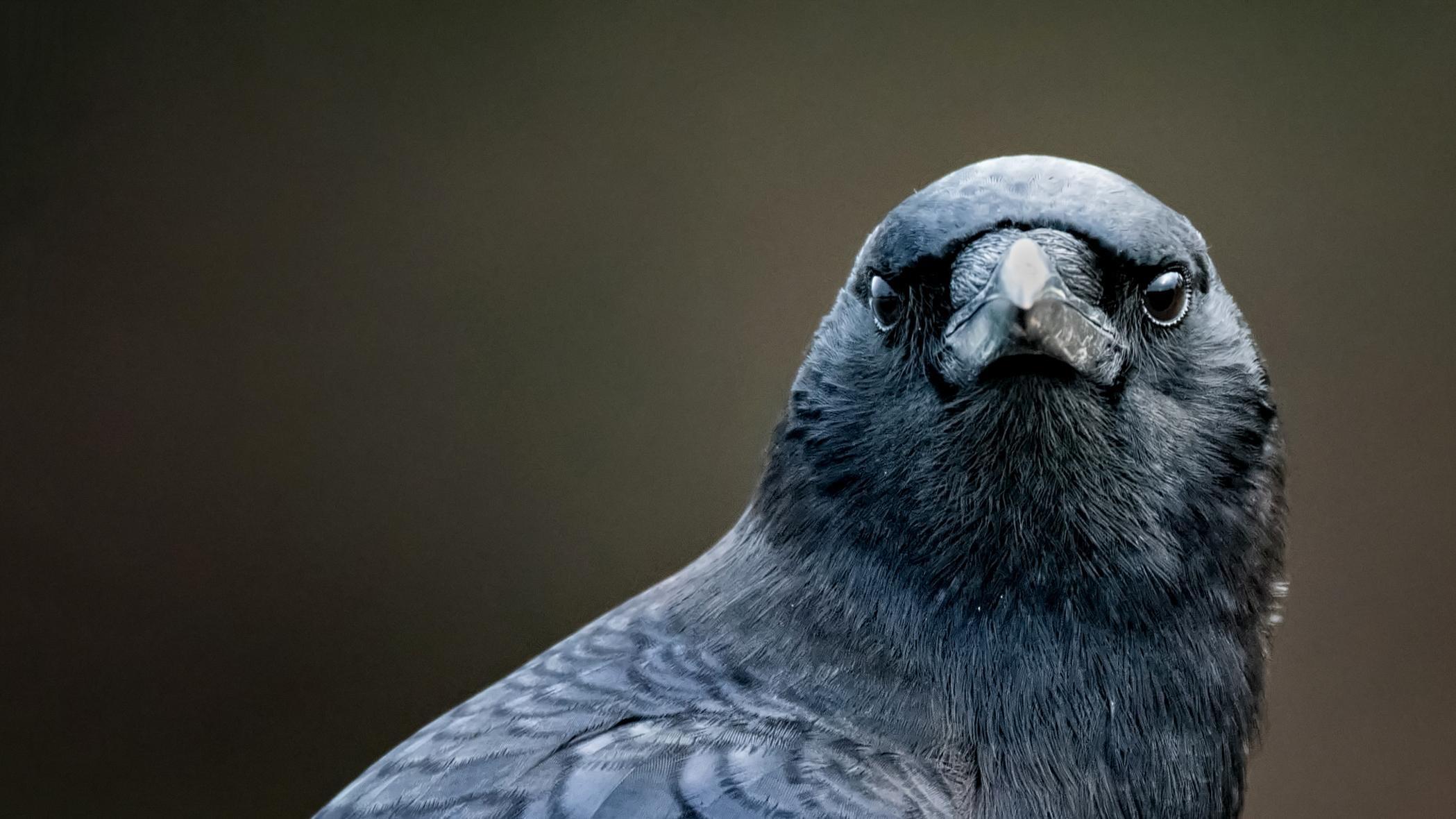 The Pecking Order of Rooks