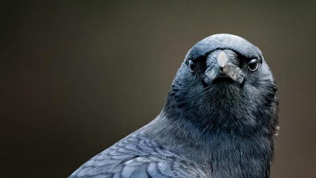 NOVA | Bird Brain Preview