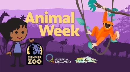 Video thumbnail: Colorado Classroom Science at the Museum: Animals!