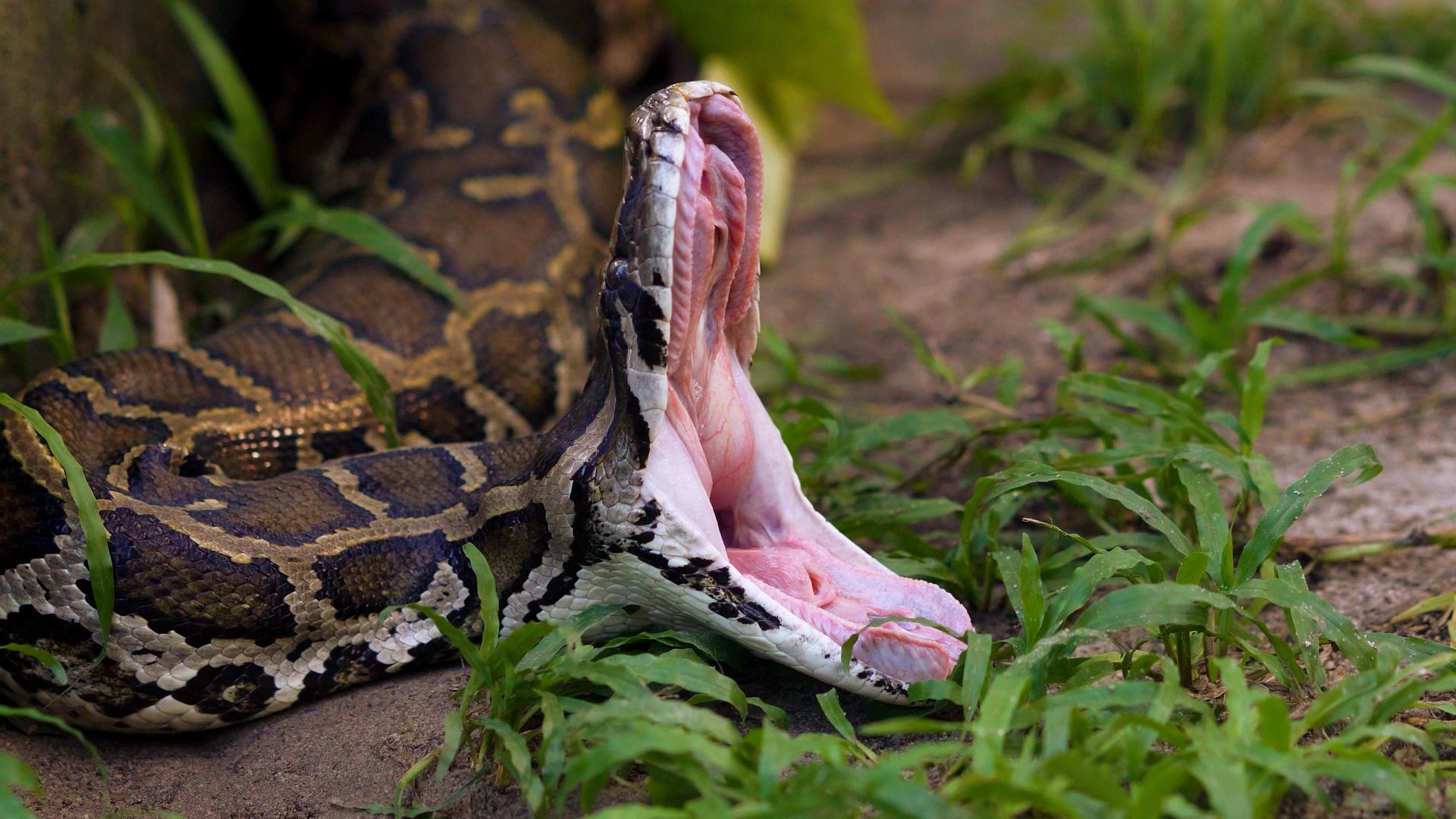 A python slithering through dirt and grass with its mouth wide open.