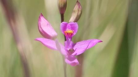 Video thumbnail: Local Routes Carnivorous Plants Along the Apalachicola