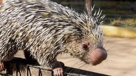 Video thumbnail: Camp TV Prehensile-tailed porcupine