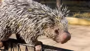 Prehensile-tailed porcupine