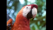 Amazonia: Burning Question