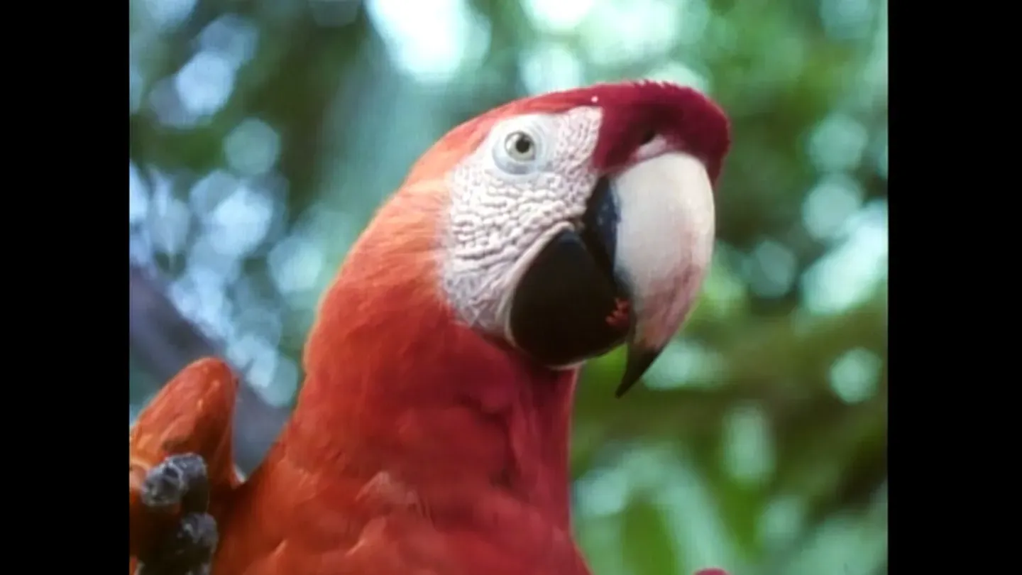 Amazonia: Burning Question