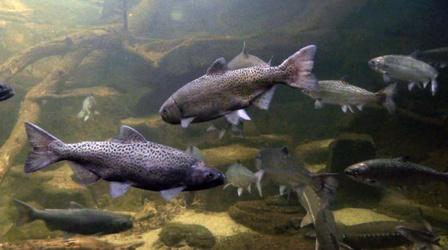 Video thumbnail: The Slice Restocking Fish Populations in Minnesota Lakes