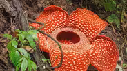 Botany: Record Plants