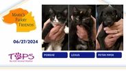 6/27/2024 | Porshe, Lexus, Peter Piper | Mark's Furry Friends