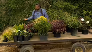 Planting the Understory