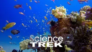 Oceans: Underwater Habitats