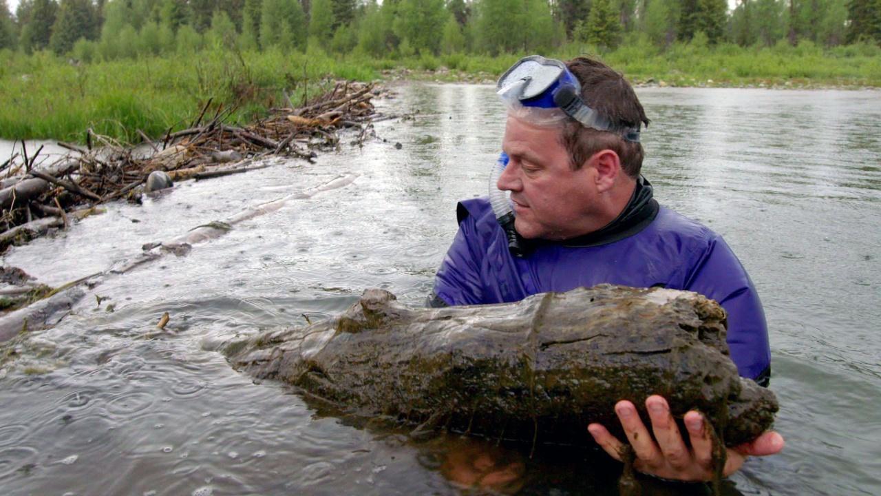 Beavers at Home