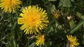 Video thumbnail: Backyard Farmer Backyard Farmer: Winter & Critter Damage