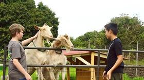 Video thumbnail: HIKI NŌ Episode 1003: Dancing Goat Sanctuary on Hawaiʻi Island and