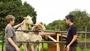 Episode 1003: Dancing Goat Sanctuary on Hawaiʻi Island and