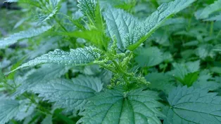 Fast Forage: Nettles