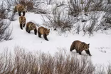 Grizzly 399: Queen of the Tetons