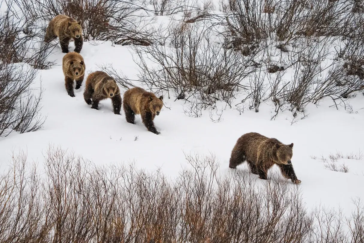 Grizzly 399: Queen of the Tetons