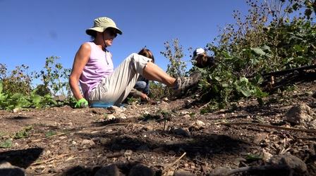 Video thumbnail: Colorado Voices How farming helps Afghan refugee women feel at home