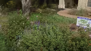 How Biking Led to No Lawn Native Plants