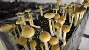 Psychedelics and Healing