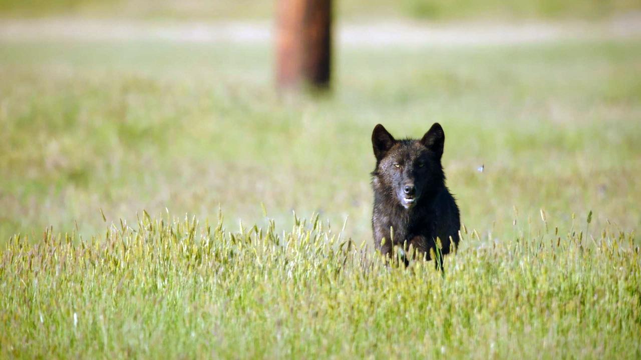 Wolves and Ground Squirrels