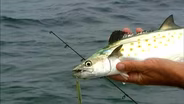 Spanish Gold