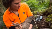 Creature Clip: Rowi Kiwi